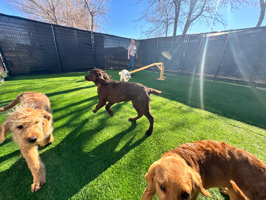 Doggie Daycare | Full-Day with 30-Minute Training Session