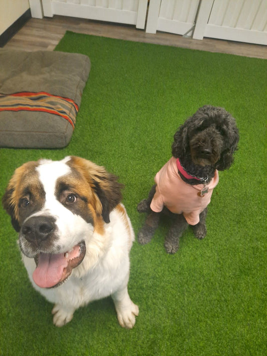 Doggie Daycare | Half-Day with 30-Minute Training Session